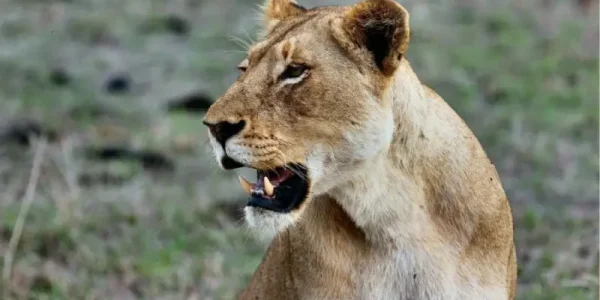 3 Days Amboseli 6 Days Amboseli Lake Nakuru Masai Mara Safari