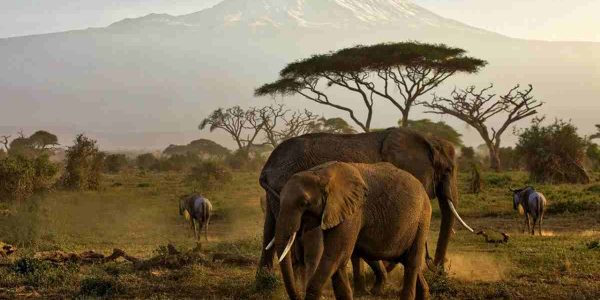 3-Days-Amboseli-National-Park-Wildlife-Safari-50kb 3 Day Amboseli Kenya Safari