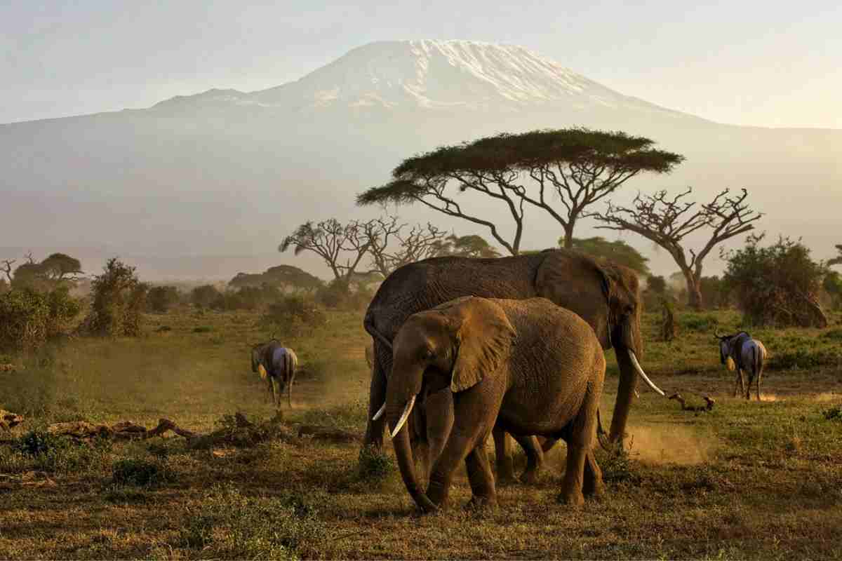 6 Days Amboseli Lake Nakuru Masai Mara Tour