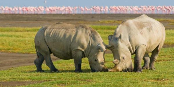 Lake-Nakuru-rhino-1-50kb Experience a 5-day Amboseli and Masai Mara safari featuring elephants, Mount Kilimanjaro views, Big Five wildlife, game drives and unforgettable Kenya adventures.
