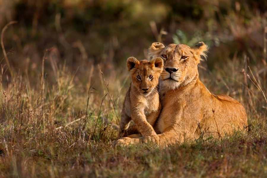 5 Days Masai Mara Kenya Tour