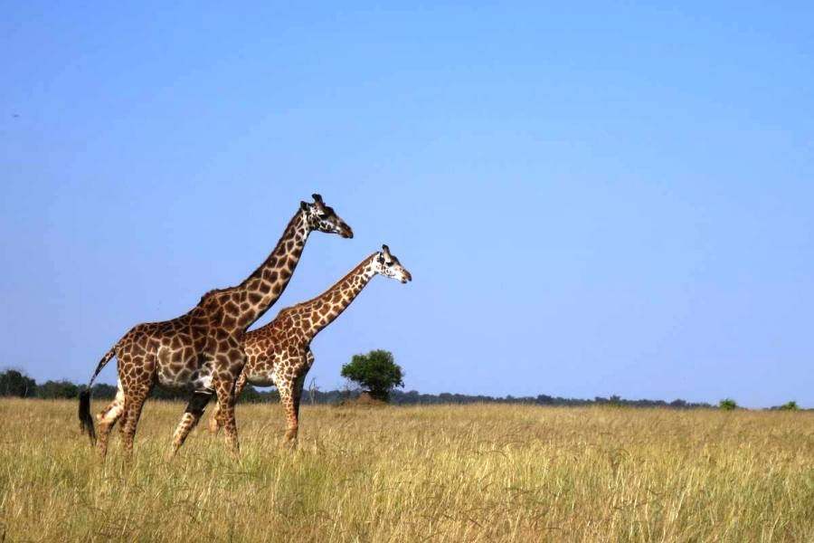 8 Day Kenya Tour