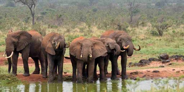 Tsavo-west-adventure-50kb 4-Day Tsavo & Amboseli Safari