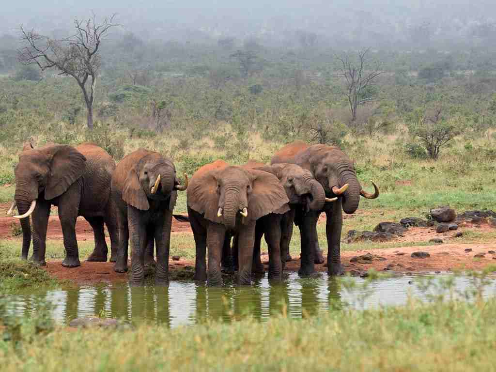 4 Day Tsavo Amboseli Kenya Tour