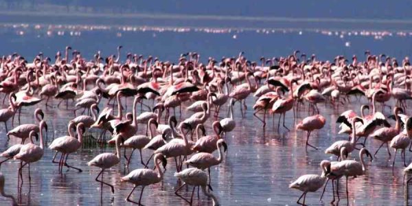 lake-nakuru44-50kb lake-nakuru