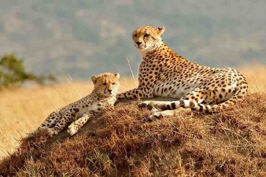 7 Days Cheetah Kenya Tour