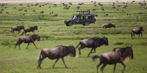 wildebeest-great-migration-50kb wildebeest-great-migration